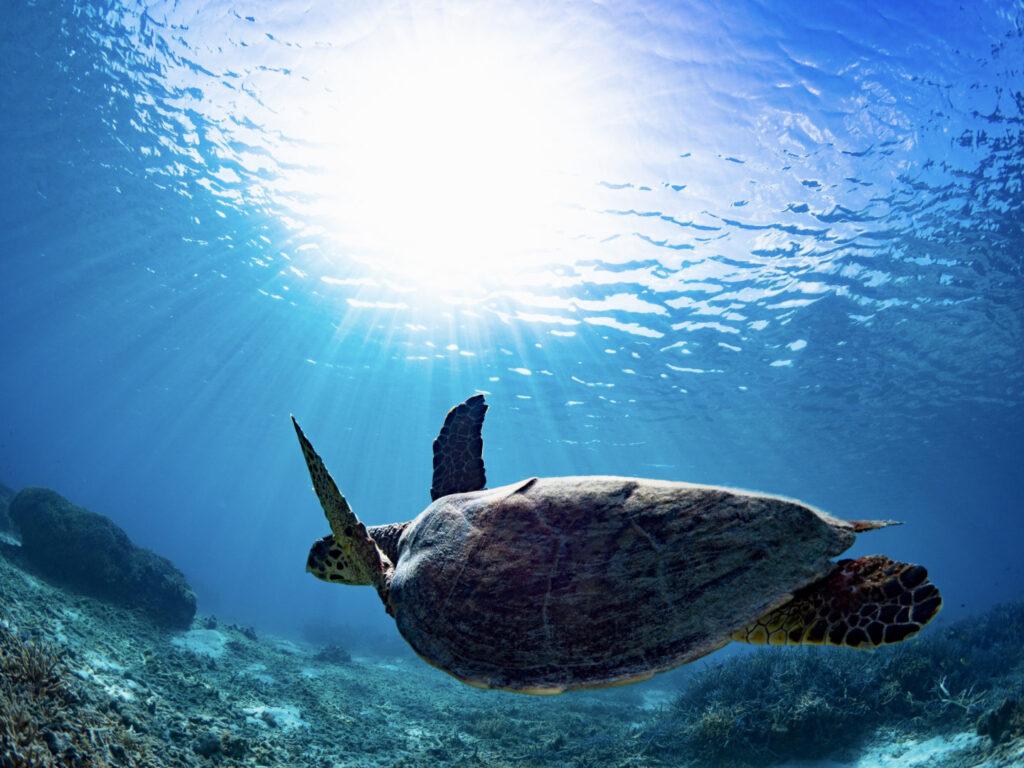 青い海を泳ぐウミガメの姿