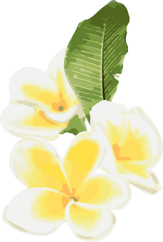 プルメリアの花のイラスト
