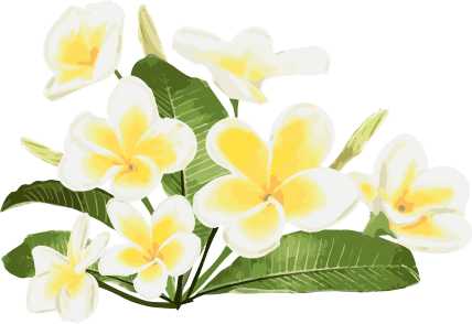 プルメリアの花のイラスト